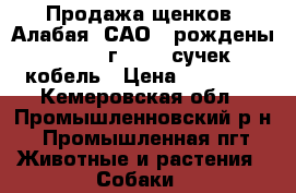 Продажа щенков  Алабая (САО)  рождены 28.03.17 г.    5 сучек,1 кобель › Цена ­ 10 000 - Кемеровская обл., Промышленновский р-н, Промышленная пгт Животные и растения » Собаки   